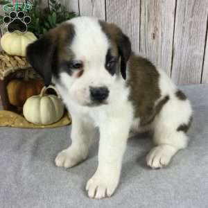 Bear, Saint Bernard Puppy