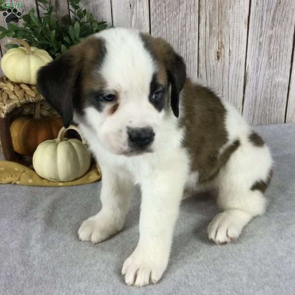 Bear, Saint Bernard Puppy