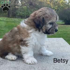 Betsy, Havanese Puppy