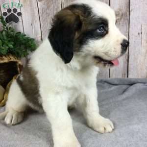 Max, Saint Bernard Puppy