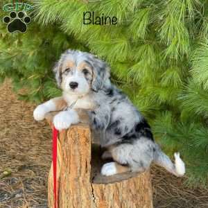 Blaine, Mini Bernedoodle Puppy