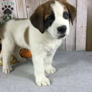 Barnie, Saint Bernard Puppy