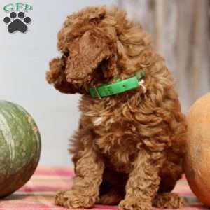 Audry, Mini Goldendoodle Puppy