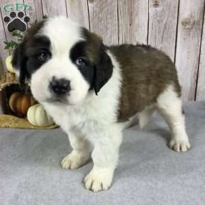 Choe, Saint Bernard Puppy