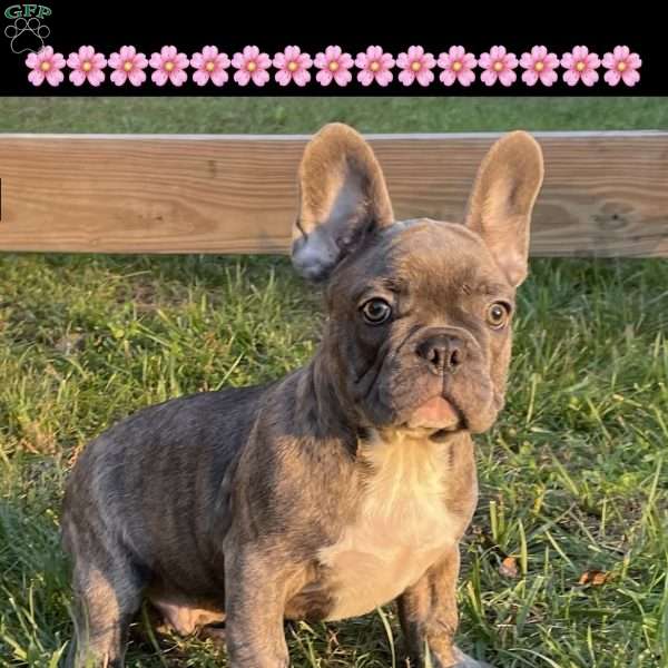 Nick, French Bulldog Puppy