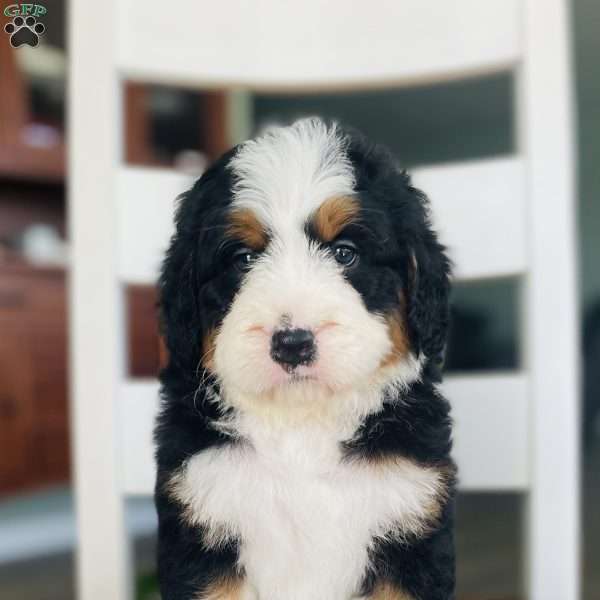 Joy, Bernedoodle Puppy