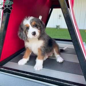 Dawson, Mini Bernedoodle Puppy