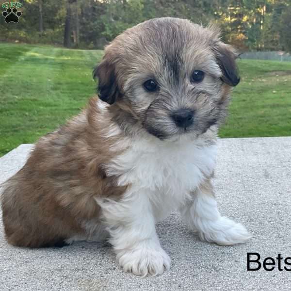 Betsy, Havanese Puppy