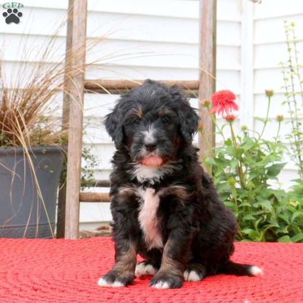 CJ, Bernedoodle Puppy