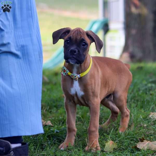 Cain, Boxer Puppy