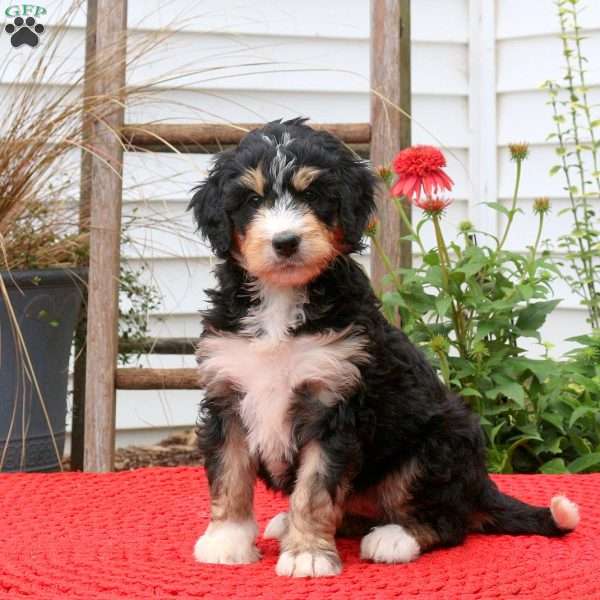 Caitlyn, Bernedoodle Puppy