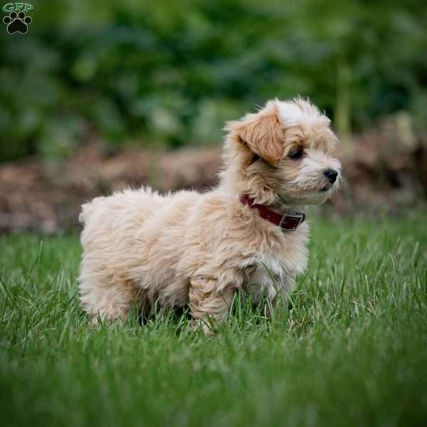 Caleb, Maltipoo Puppy