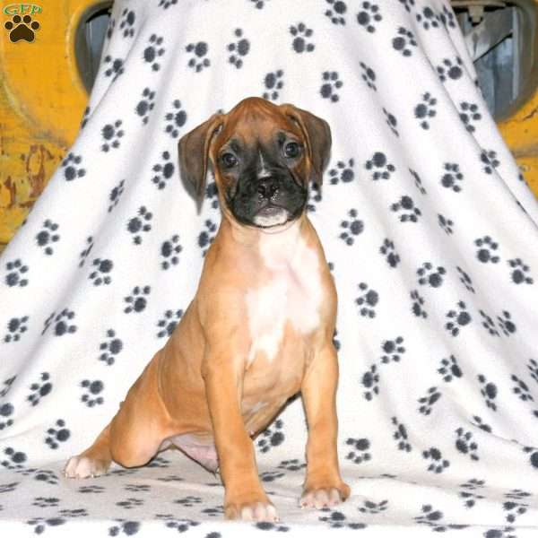 Caleb, Boxer Puppy