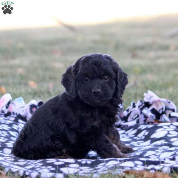 Caleb, Cockapoo Puppy