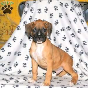 Caleb, Boxer Puppy