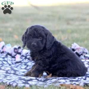 Caleb, Cockapoo Puppy