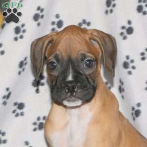 Caleb, Boxer Puppy