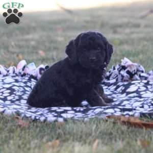 Caleb, Cockapoo Puppy