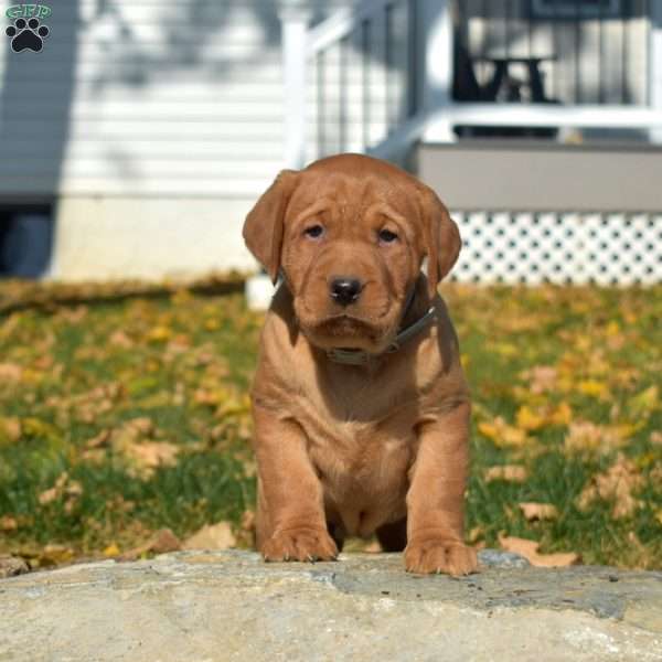 Callie, Fox Red Labrador Retriever Puppy