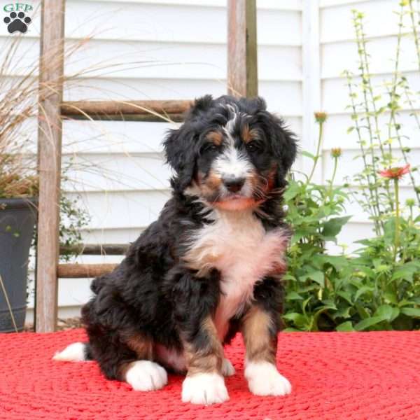 Cameron, Bernedoodle Puppy