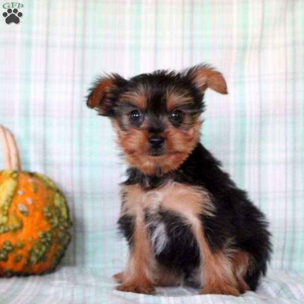 Cameron, Yorkie Puppy