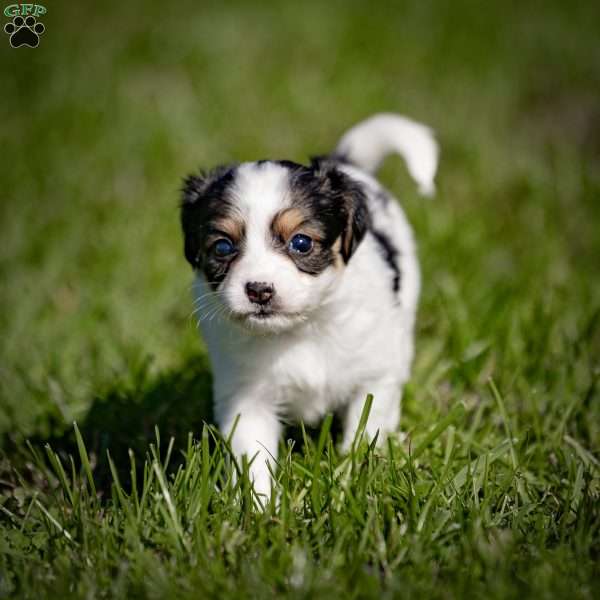 Camille, Papillon Puppy