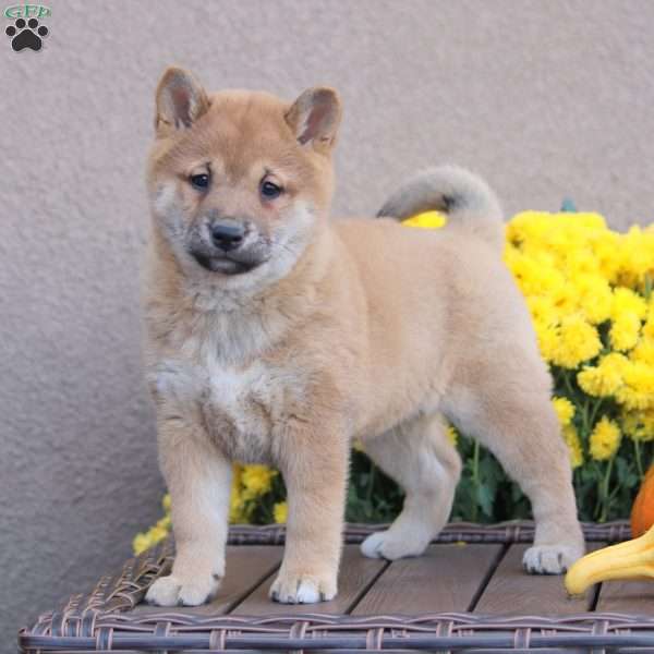 Cammy, Shiba Inu Puppy