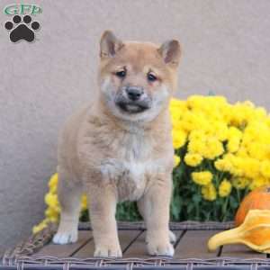 Cammy, Shiba Inu Puppy