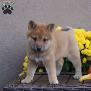 Cammy, Shiba Inu Puppy