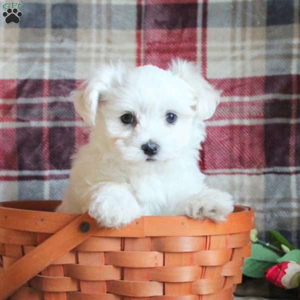 Candy, Maltese Puppy