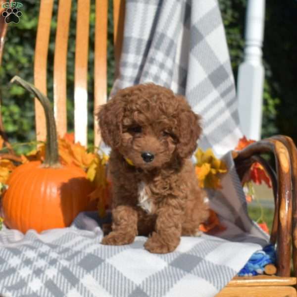 Candy, Cavapoo Puppy