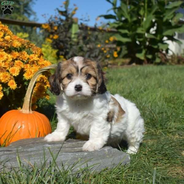 Candy, Cavachon Puppy