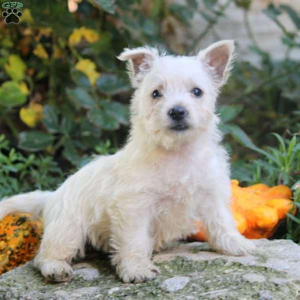 Candy, West Highland Terrier Puppy