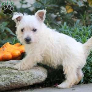 Candy, West Highland Terrier Puppy