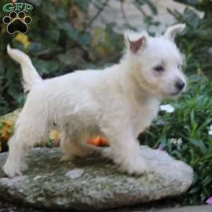 Candy, West Highland Terrier Puppy