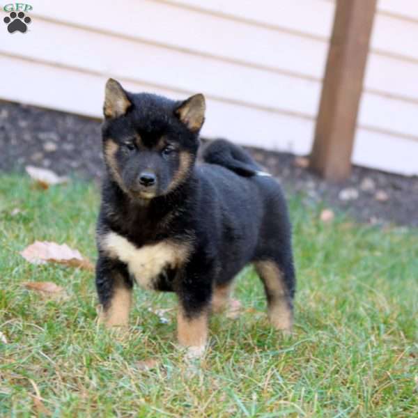 Candy, Shiba Inu Puppy