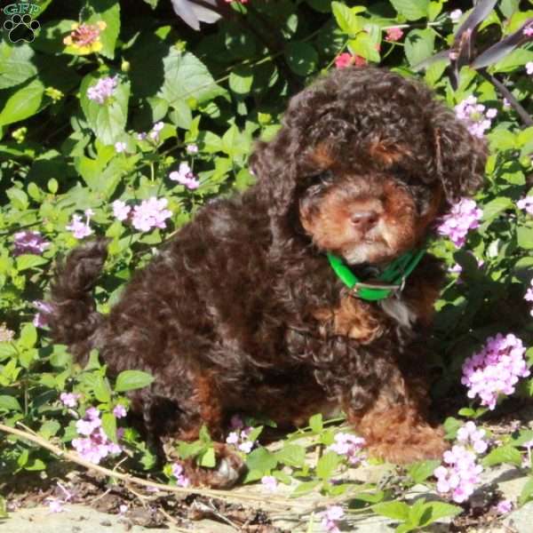 Cappucino, Toy Poodle Puppy