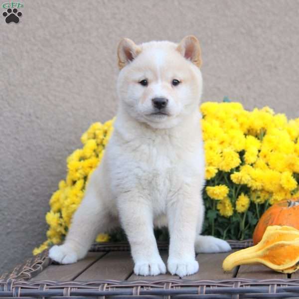 Captain, Shiba Inu Puppy