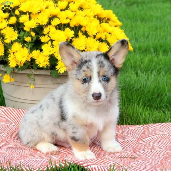 Captain, Pembroke Welsh Corgi Puppy