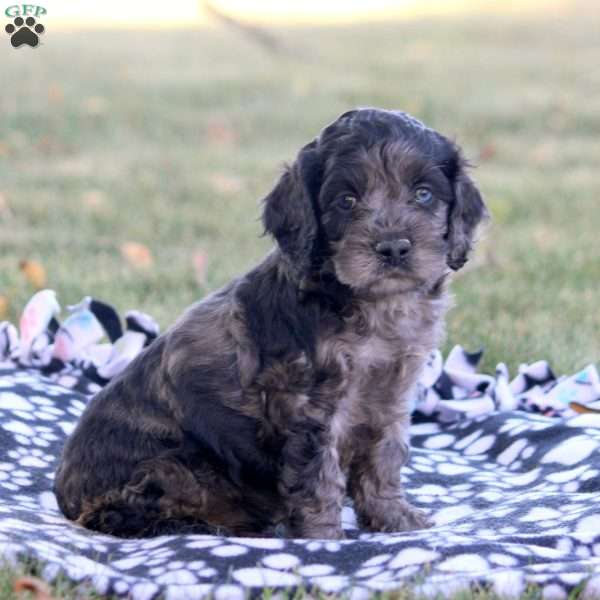 Carl, Cockapoo Puppy