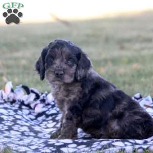 Carl, Cockapoo Puppy