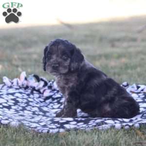 Carl, Cockapoo Puppy