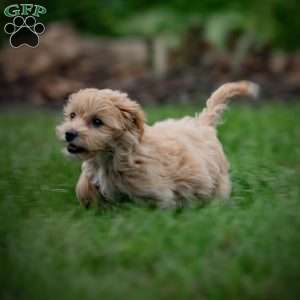 Carla, Maltipoo Puppy