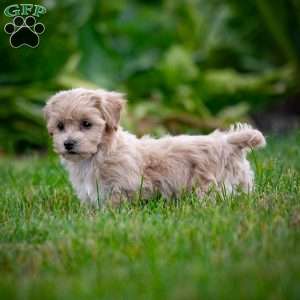 Carla, Maltipoo Puppy