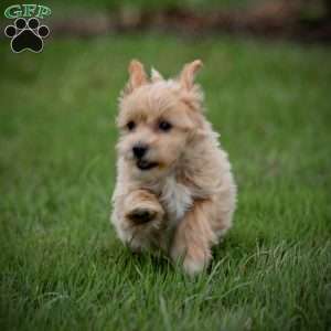 Carla, Maltipoo Puppy