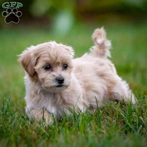 Carla, Maltipoo Puppy