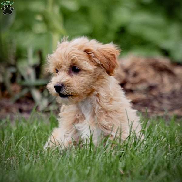 Carla, Maltipoo Puppy