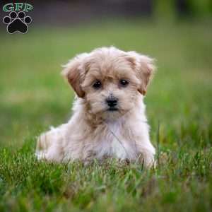 Carla, Maltipoo Puppy