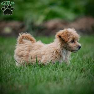 Carla, Maltipoo Puppy