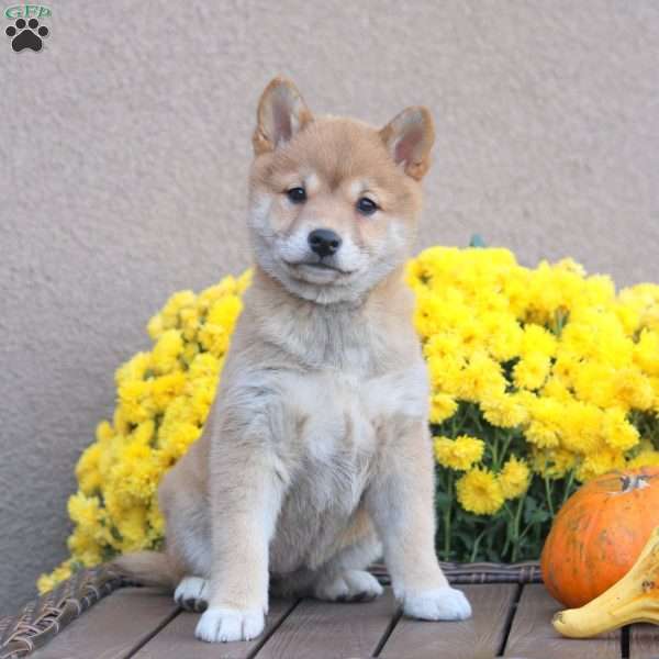 Carla, Shiba Inu Puppy